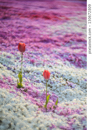 Red tulips standing out against a pink carpet 130672809