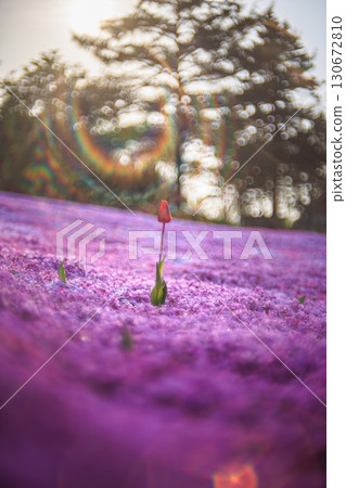 A single tulip surrounded by moss pinks 130672810