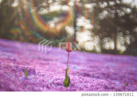 繽紛的春季合作：苔蘚福祿考與鬱金香 130672811