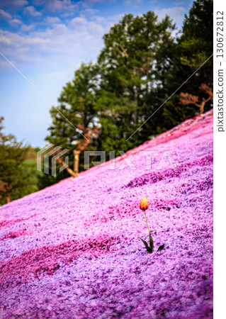 春季鬱金香被苔蘚石竹環繞 130672812
