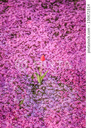 春色對比－芝櫻與鬱金香 130672814