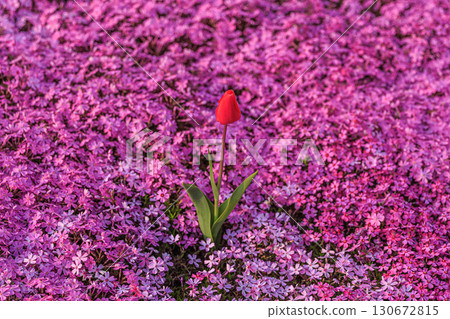 粉紅色海洋中的紅色鬱金香 130672815