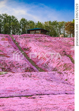 The beautiful stairs and carpet of moss phlox at Higashimokoto Moss Phlox Park 130672829