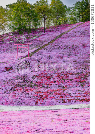 Pink carpet and a slope with a torii gate - Higashimokoto Shibazakura Park 130672831
