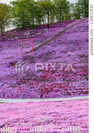 Torii gate and flowering hill at Higashimokoto Shibazakura Park 130672832