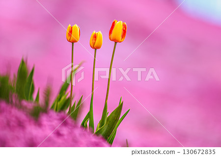 Yellow and red tulips stand out against a pink carpet Yellow and red tulips stand out against a pink carpet 130672835