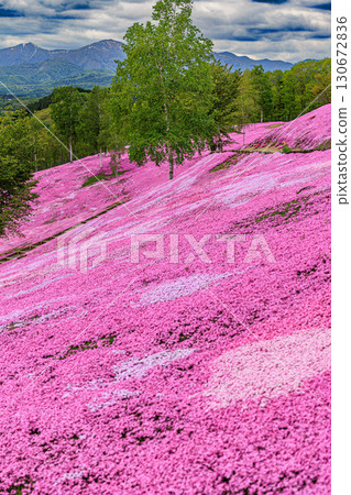 Spring scenery of Shibazakura Takinoue Park 130672836