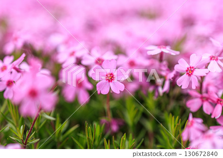 Spring colors: Pink moss phlox close-up 130672840