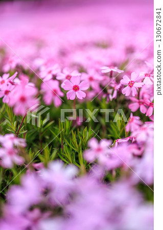 Fresh and beautiful moss phlox flowers close-up 130672841