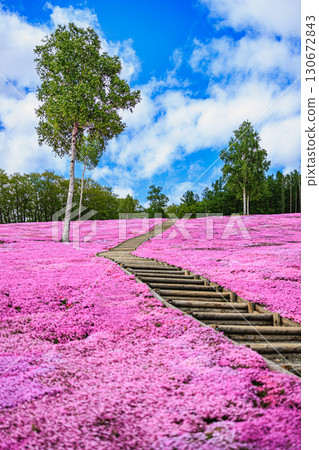 Spring Moss Phlox Takinoue Park Beautiful Flower Stairs Spring Moss Phlox Takinoue Park Beautiful Flower Stairs 130672843