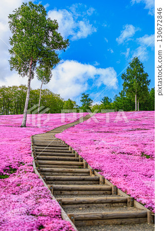 盛開的粉紅芝櫻裝點瀧上公園 130672846