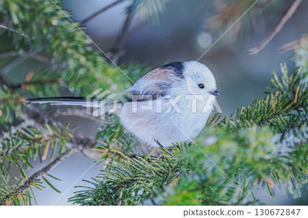 雪花飄落的瞬間,一隻小長尾山雀 雪花飄落的瞬間,一隻小長尾山雀 130672847