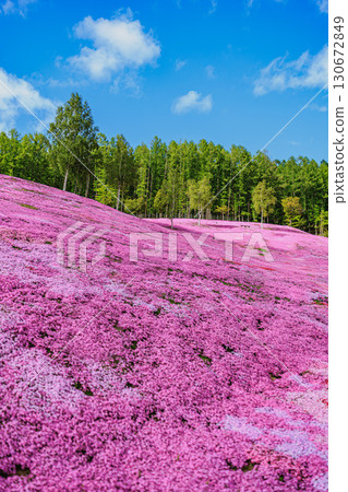 A field of moss pinks and blue skies 130672849