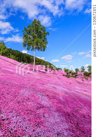 Pink carpet and birch trees Pink carpet and birch trees 130672851