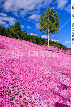 Spring Colors: Shibazakura Hill Spring Colors: Shibazakura Hill 130672852