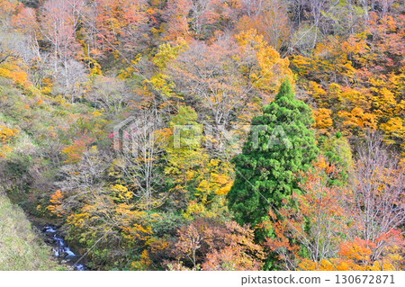 新潟縣十日町市國道353號的山間紅葉、溪流、秋景 新潟縣十日町市國道353號的山間紅葉、溪流、秋景 130672871