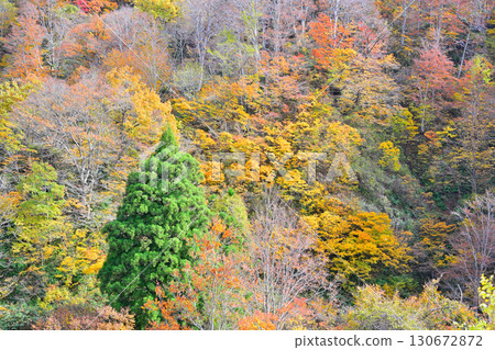 新潟縣十日町市國道353號眺望的山間紅葉、秋日風景 130672872