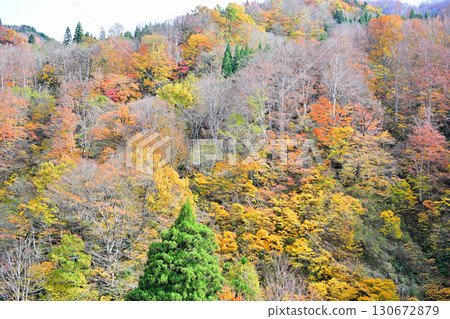 新潟縣十日町市國道353號眺望的山間紅葉、秋日風景 130672879