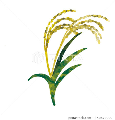 Rice field 130672990