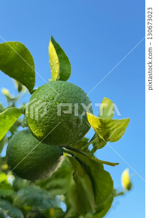 Kabosu Kabosu 130673023