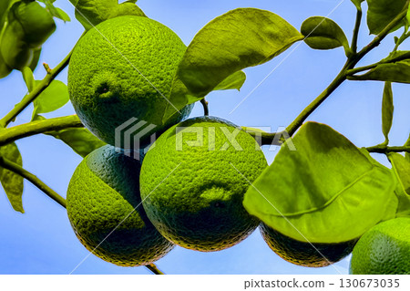 洛斯卡沃斯 洛斯卡沃斯 130673035