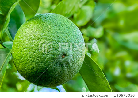 洛斯卡沃斯 130673036