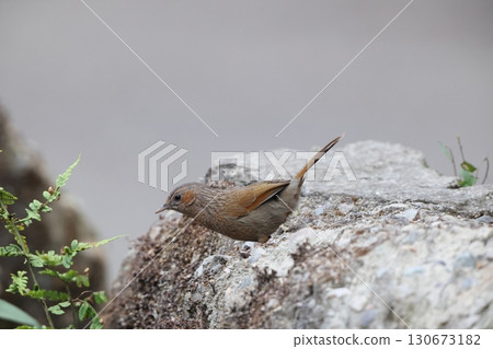 線紋蝴蝶 Trochalopteron lineatum 130673182