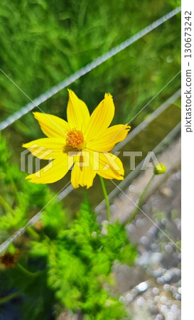 須原向日葵村：擁抱夏天的花田 130673242
