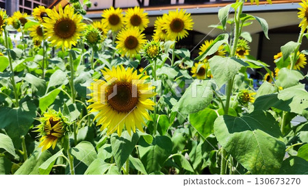 須原向日葵村：擁抱夏天的花田 130673270
