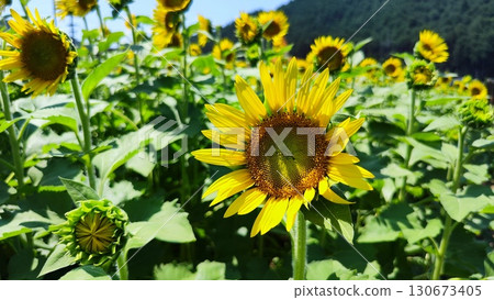 須原向日葵村:擁抱夏天的花田 須原向日葵村:擁抱夏天的花田 130673405