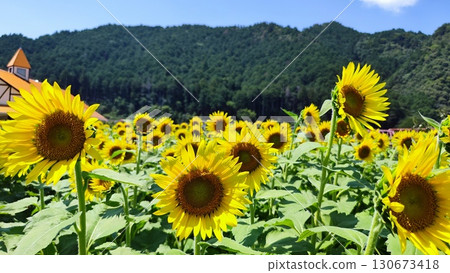 須原向日葵村:擁抱夏天的花田 須原向日葵村:擁抱夏天的花田 130673418