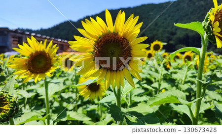 Suhara Sunflower Village: A flower field that embraces summer Suhara Sunflower Village: A flower field that embraces summer 130673428