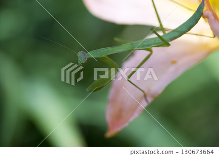 There is a praying mantis on a pink flower. There is a praying mantis on a pink flower. 130673664