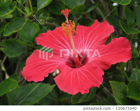 芙蓉 04 200705 130673840