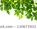 Leaf curtain on white background 130673932