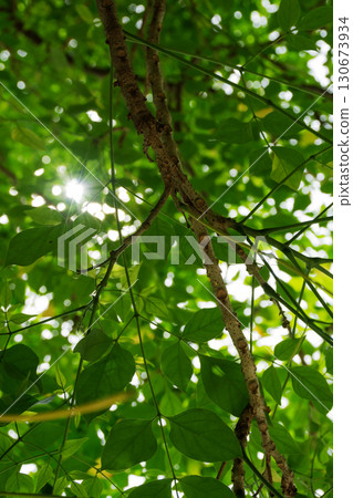 leaves view from below 130673934