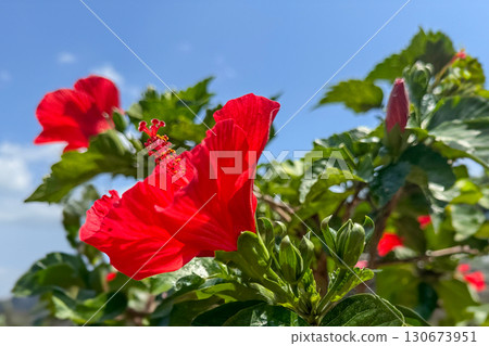Hibiscus 130673951