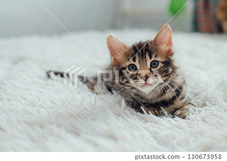 Little bengal kitten on the white fury blanket Little bengal kitten on the white fury blanket 130673958