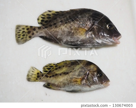 Caught sweetlips 130674003