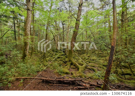 Aokigahara Jukai Aokigahara Jukai 130674116