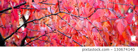 Bright red cherry blossom leaves in Hokkaido in late autumn Bright red cherry blossom leaves in Hokkaido in late autumn 130674140