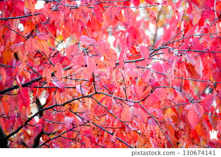 Bright red cherry blossom leaves in Hokkaido in late autumn Bright red cherry blossom leaves in Hokkaido in late autumn 130674141