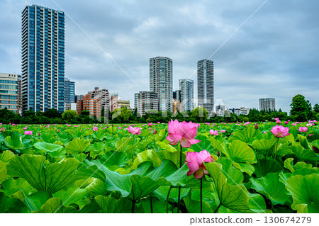 蓮花(上野公園不忍池) 蓮花(上野公園不忍池) 130674279
