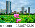 Lotus (Shinobazu Pond, Ueno Park) 130674280