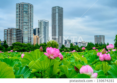 蓮花（上野公園不忍池） 130674281