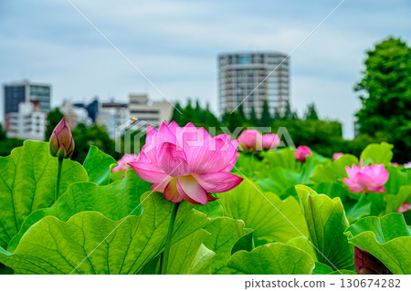 蓮花(上野公園不忍池) 蓮花(上野公園不忍池) 130674282