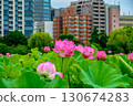 Lotus (Shinobazu Pond, Ueno Park) 130674283