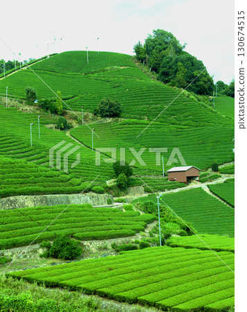 Ishidera tea plantations in Wazuka Town, Kyoto's major tea producing region Ishidera tea plantations in Wazuka Town, Kyoto's major tea producing region 130674515