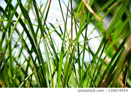 夏草 夏草 130674954