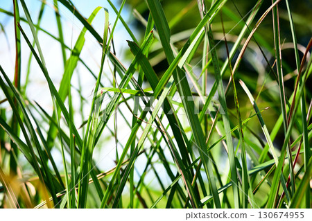 夏草 夏草 130674955